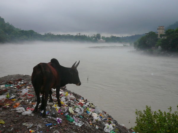 A cow contemplates the misty Ganges from a huge pile of garbage.