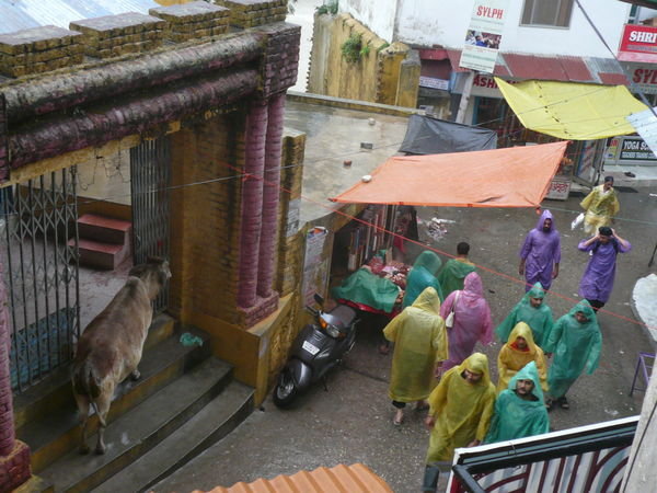 People and cows alike sheltering from the rain in Rishikesh