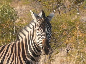 zebra, Pillansberg