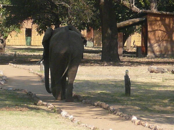 Elephant in Track and Trail camp, next door to Croc Valley
