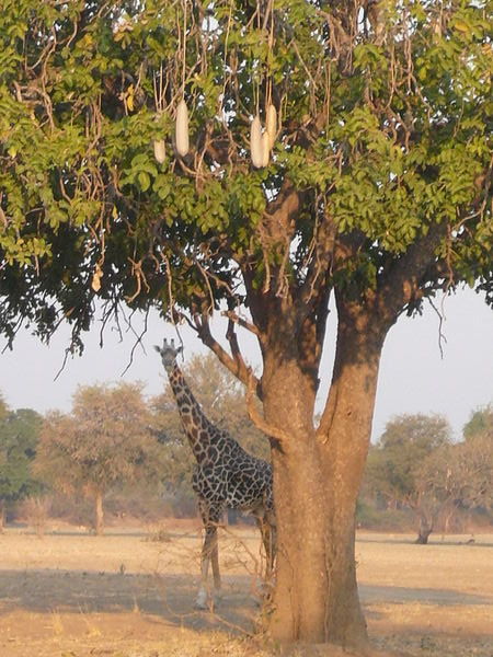 Giraffe under a sausage tree