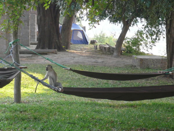 Monkeying around on the hammocks in Croc Valley Camp