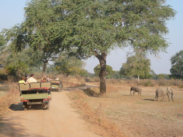Heading out for a game drive, these elephants are just outsaide camp!