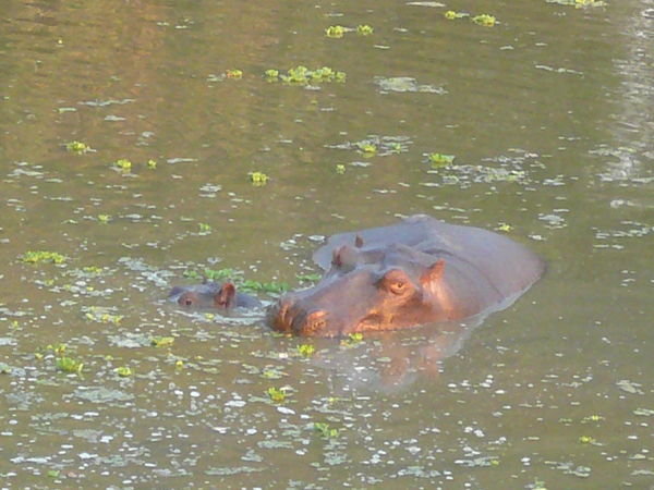 Hippo and baby