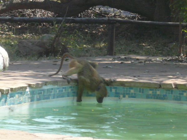 Monkey in the Fklatdogs pool