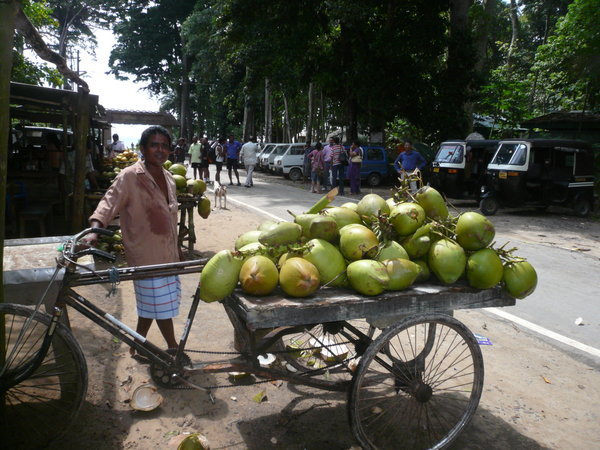 Coconut vendor at the entrance to Radha Nagar beach