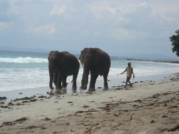 Elephants on beach 7 after the mini-monsoon