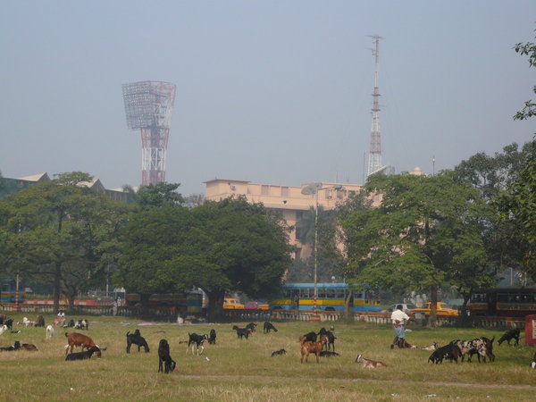 Goats grazing in a park in Calcutta