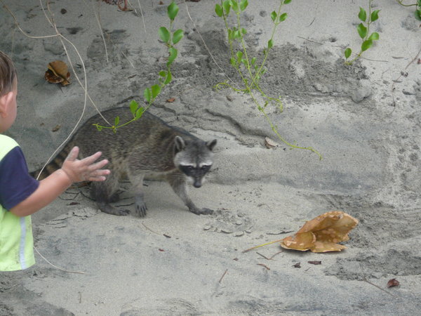 A toddler shoos away a racoon about to steal his picnic lunch!