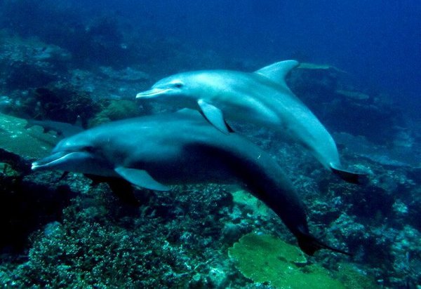 The dolphins I missed!
