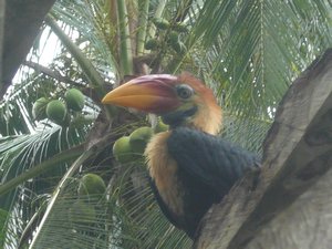 Famous bird in Sulawesi...I forget its name!