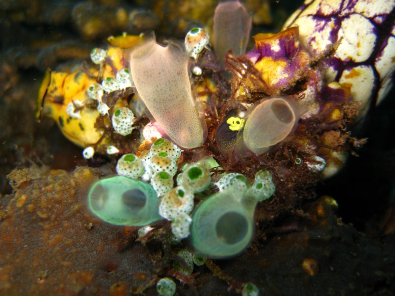 tunicates