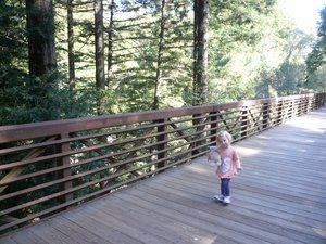 Walking in the redwoods at UC Santa Cruz