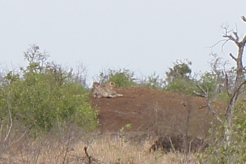 Cheetahs taken with full digital zoom. This is when we need the kids to be patient!