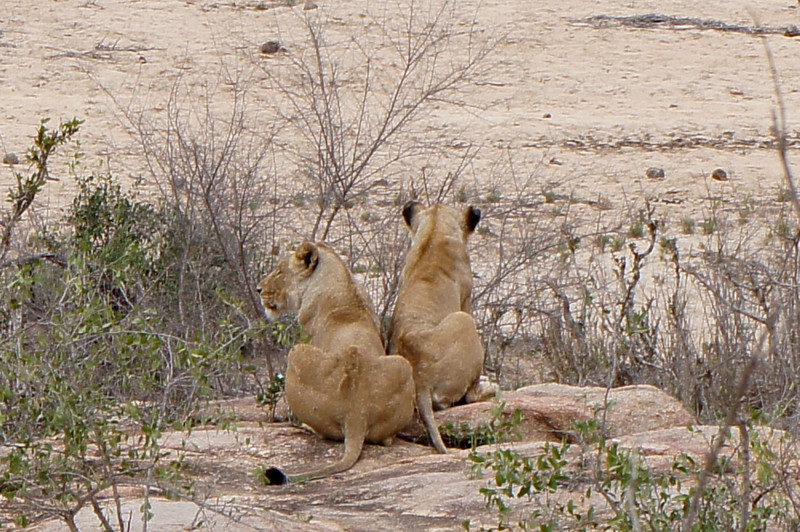 Lions surveying the river bed