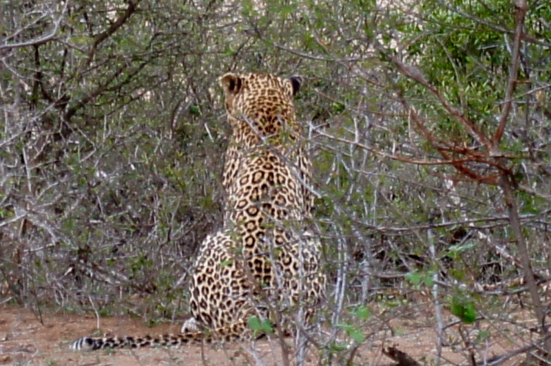 First sight of the leopard