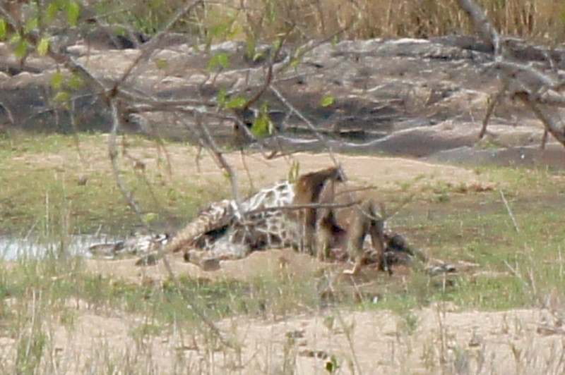 Male lion feasting on the giraffe