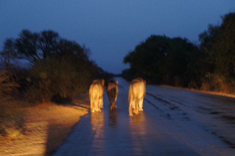Jock males on the move at 4:45am