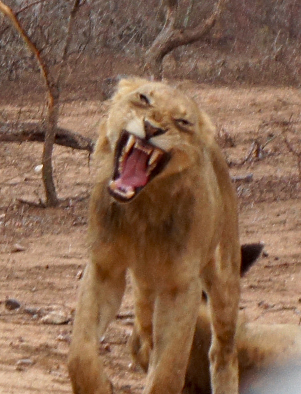 Looks like he's snarling, but actually just yawning! This is the lion we startled at the side of the road.