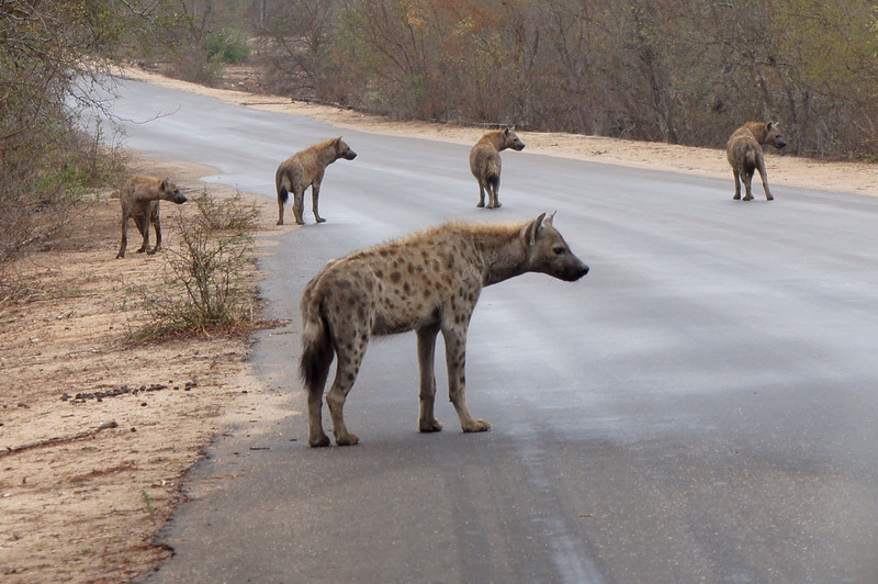 Hyenas 