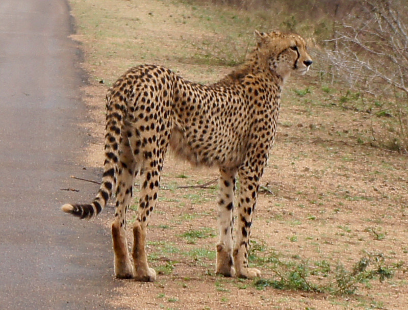 Mommy cheetah looking for breakfast for her cub