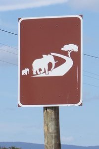 Elephants crossing!