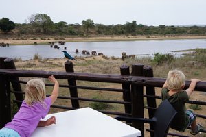 Elephants crossing the river to Lower Sabie Camp were so  commonplace that the kids were more interested in the shiny blue bird!
