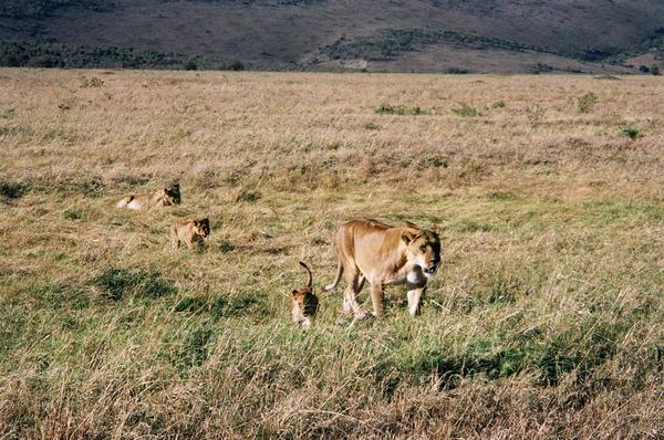 Lioness with her Three Cubs