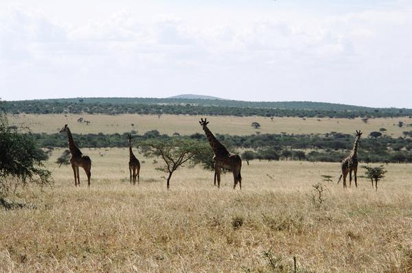 Masai Mara, 2nd Trip