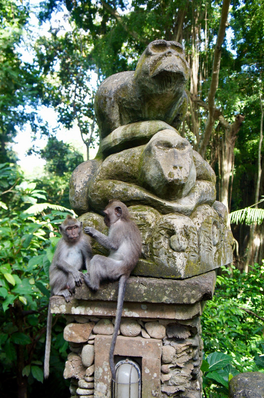 The start of Monkey Forest
