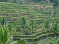 Paddi Fields, , Bali