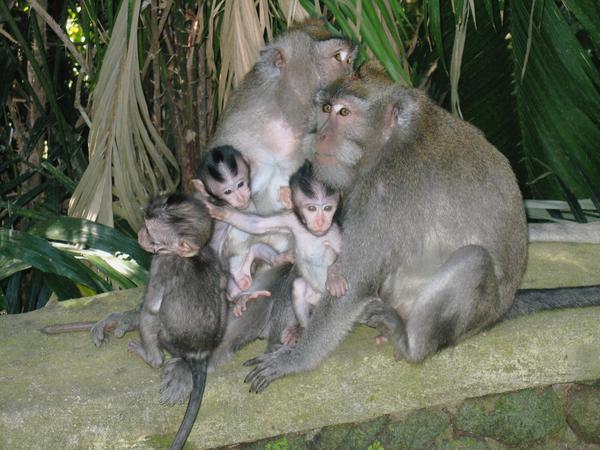 Monkey Sanctuary, Ubud