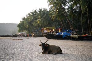 Cow on the Beach