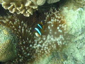 Nemo Fish in the Coral