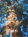 Climbing the Tree (60 Metres High) 