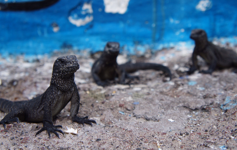 Lava lizards are all over the waterfront!