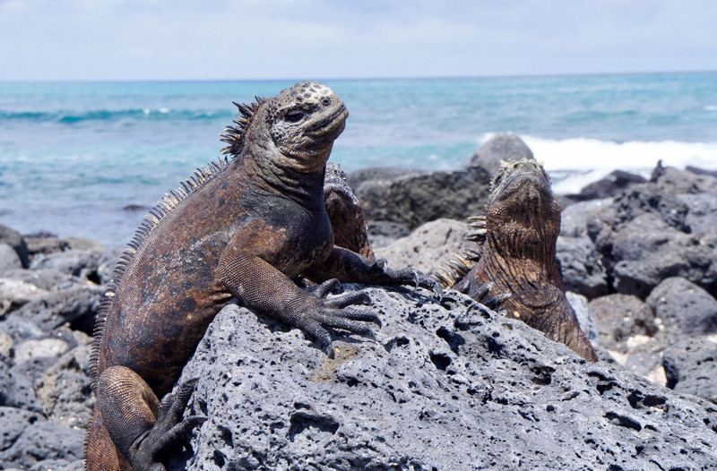 Marine iguanas sunning themselves
