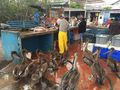 Pelicans, sea lions, iguanas, and frigate birds are all common scavengers at the daily fish market
