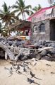 Literally hundreds of marine iguanas hung out at Casa Rosada