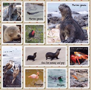 The animals of Isabela island