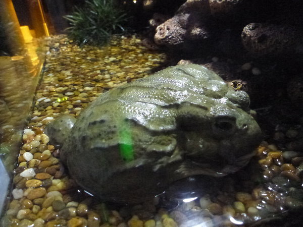 Siam Ocean World Bull frog