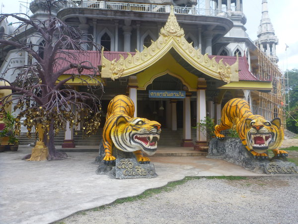 Tiger temple tigers :)