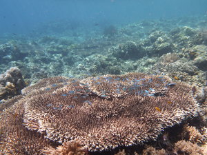 Corals with fish