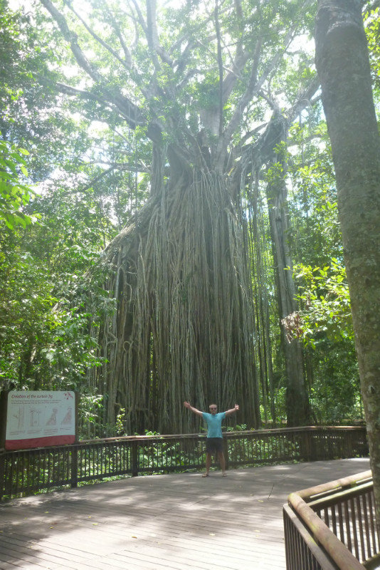 Big Fig Tree