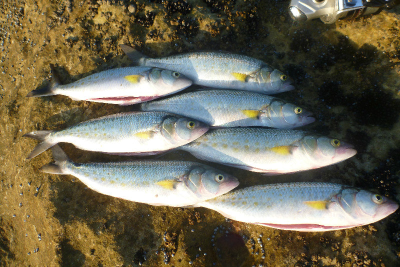 8 Lime Bay - Australian Salmon