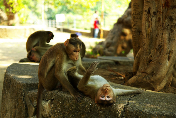 monkeys at elephanta caves