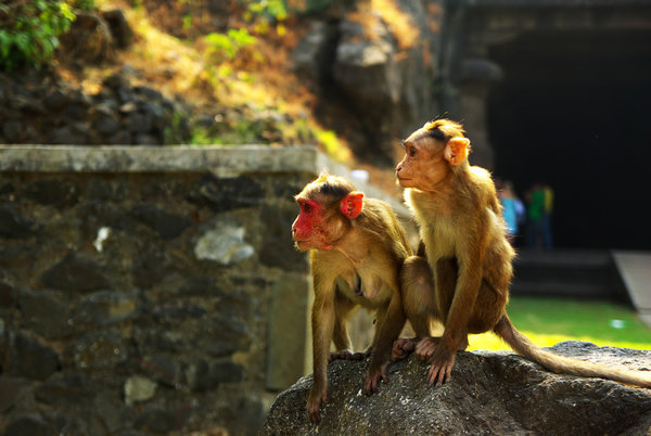 monkeys at elephanta caves