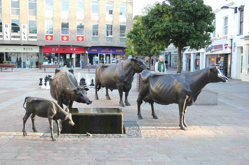 Cows in Jersey Square