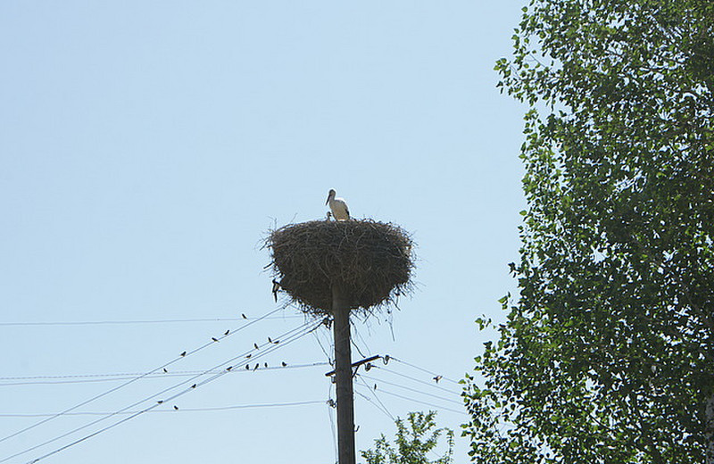 A stork and her chick on top of a pole 