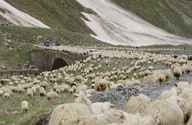 A few sheep 